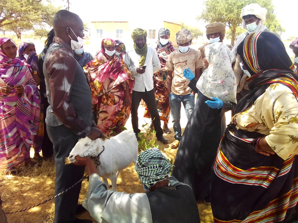Training of Veterinary Schools in Project Areas
