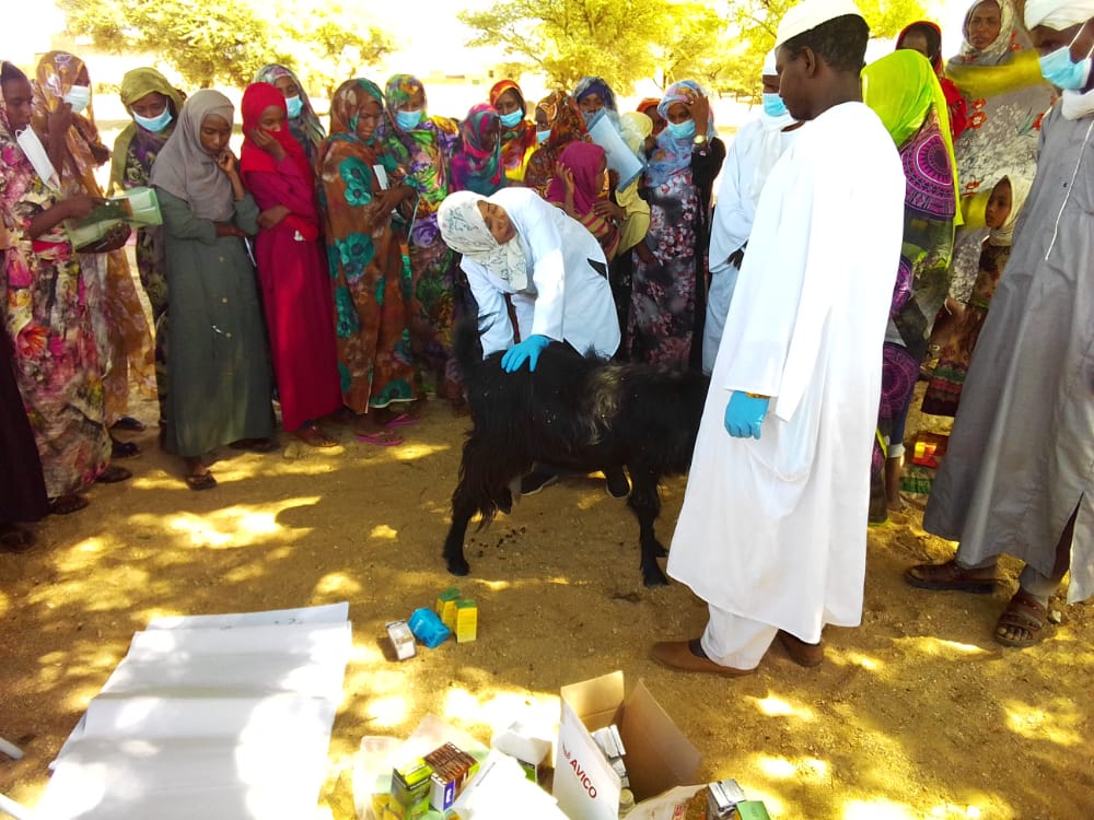 Training of Veterinary Schools in Project Areas