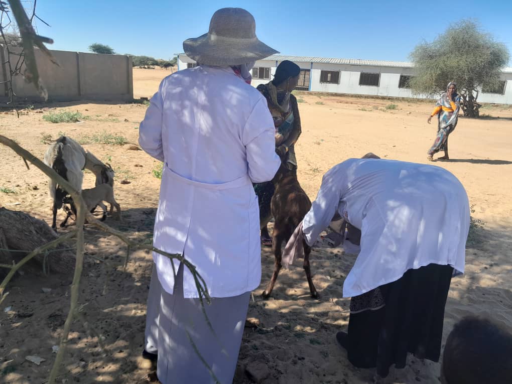 Training of Veterinary Schools in Project Areas