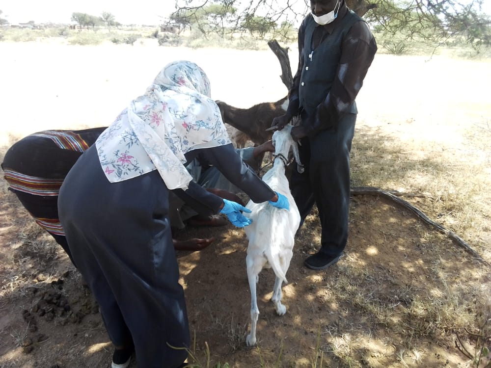 Training of Veterinary Schools in Project Areas